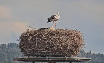 Obraz podglądu z kamery internetowej Storks Holešov